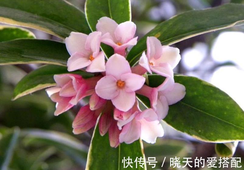 漂亮|3种漂亮花，9月喂点大补肥，新叶新芽一起长，开花一茬接一茬