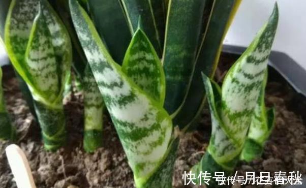 虎皮兰|打开虎皮兰这个神秘机关,生长冒芽摁不住,还不知道的赶紧了解