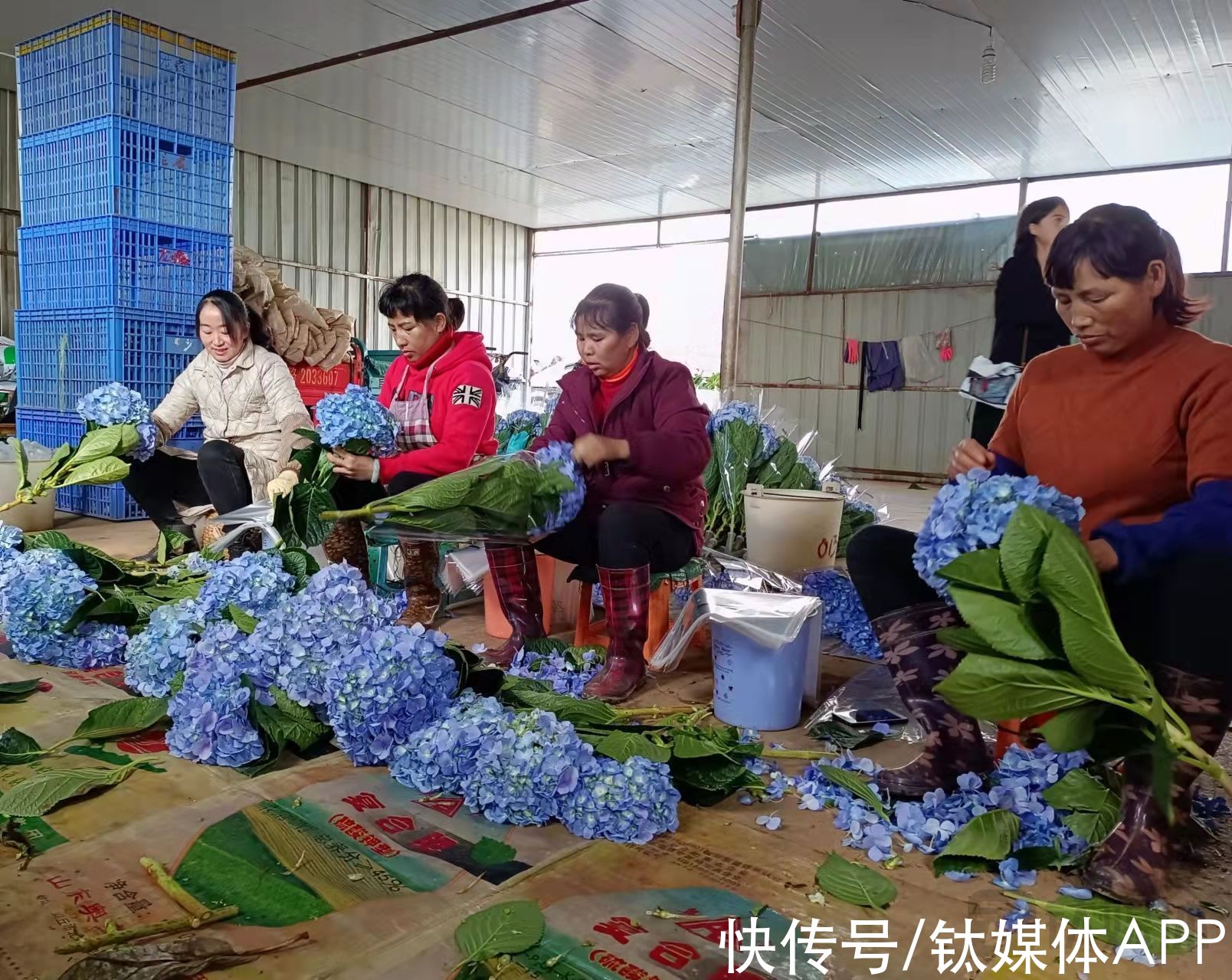 绣球|借力生鲜仓，卖菜的盒马跑通了鲜花生意