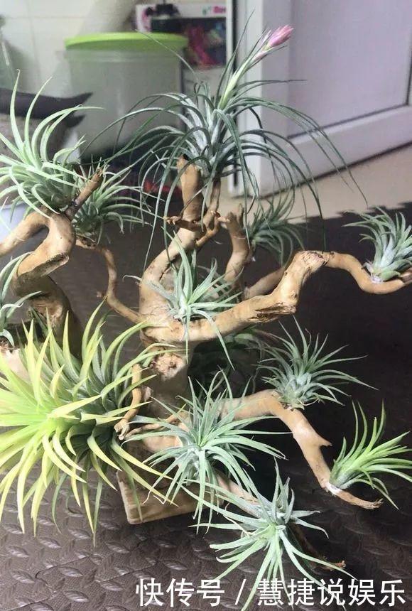 蝴蝶兰不用土不用肥,1块树皮就能活!