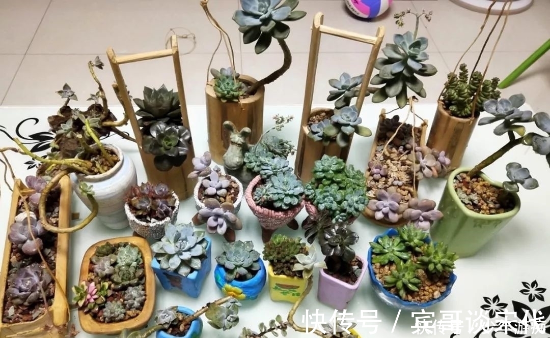 花园|养花技巧：客厅养一堆便宜花，一年四季开不停，没钱也能变花园！