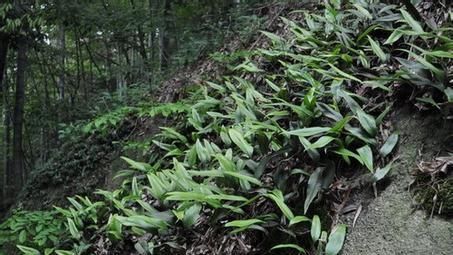 中年|人称“金汤匙”,根茎横着走,民间用处大,遇到别拔掉