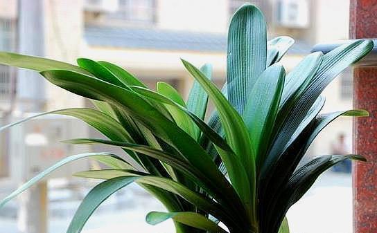 养君子兰|室内养君子兰,只需做好最“关键”2点,根不烂了,叶片又肥又厚