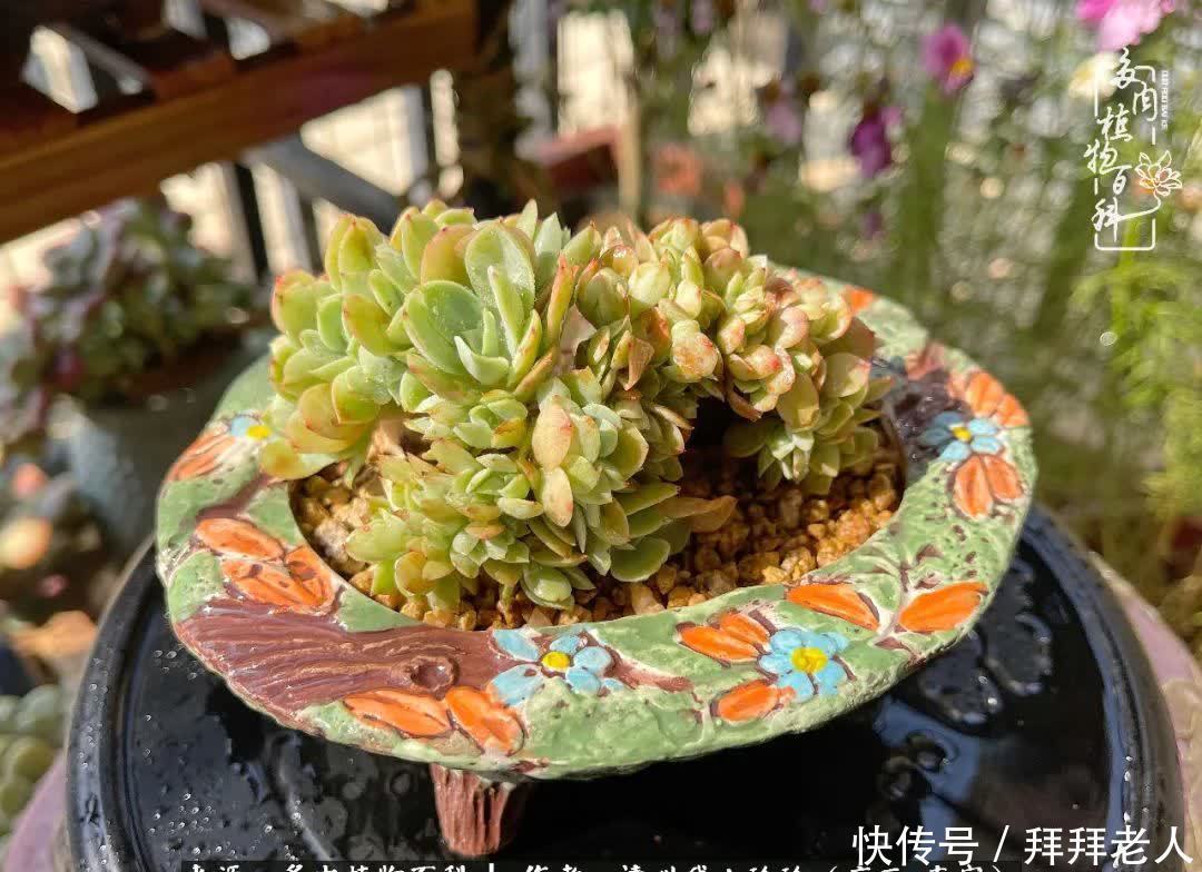 多肉与我，不负时光韶华！