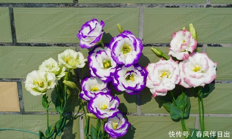 石硫合剂可以二次清园吗?石硫合剂的使用注意事项