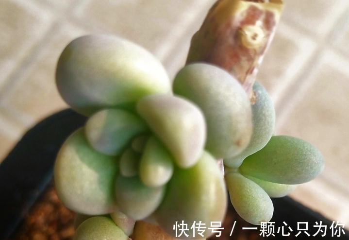 教你如何砍头繁殖多肉植物艾伦