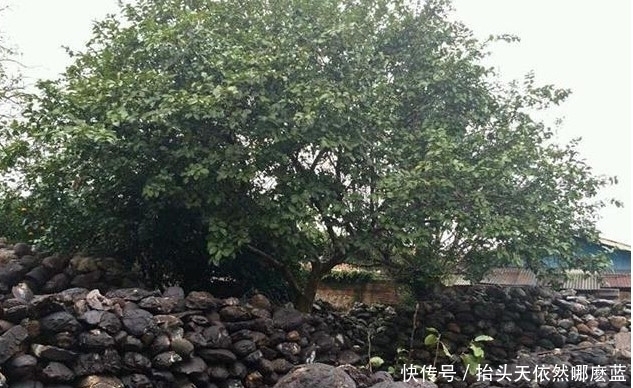 这个地方玛瑙已经泛滥,家家户户都用玛瑙砌墙!