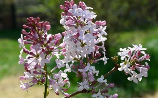 不如养一盆“丁香花”吧!养护记住以下3个小技巧,花开鲜艳旺盛