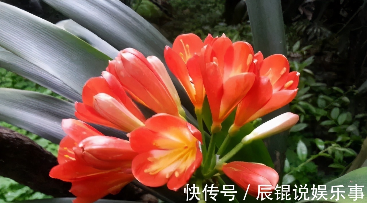 4年不开花的君子兰,没花一分钱,我让它开花了