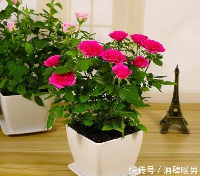 5种“吉利花”,冬天是“难关”,再漂亮也别买,买了也是浪费钱!