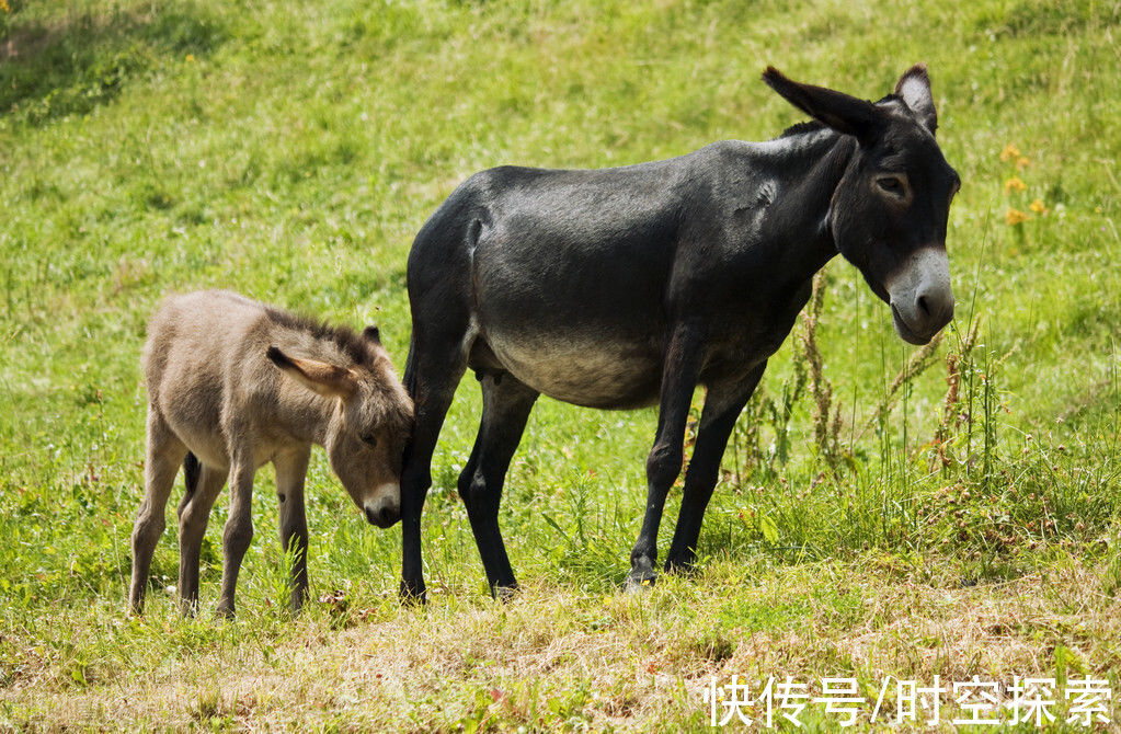 治疗师|都21世纪了，为什么马还不能取代驴？驴到底有什么特殊之处？