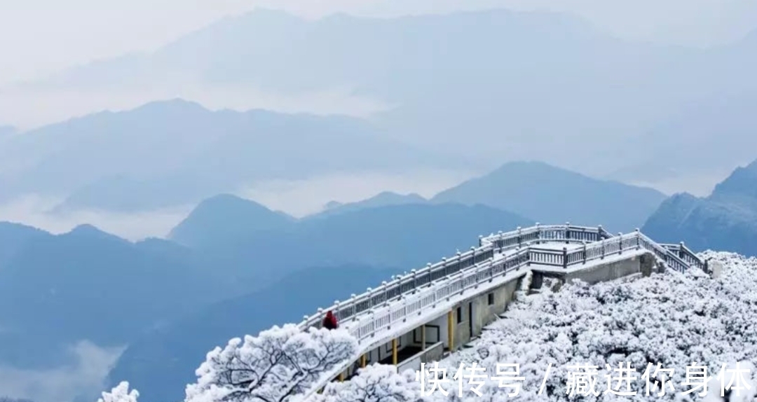 我国特有的单种属珍稀濒危兰花——金佛山兰