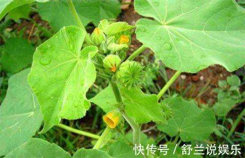 农村|农村田间常见的“害草”,满地都是无人要,现如今卖到24块一斤