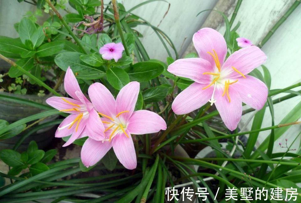 养花试试这几款，叶片如同彩云一般，四季长青