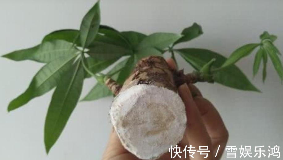 4种“吉利花”,被水浇死了不要扔,简单处理又能长满盆