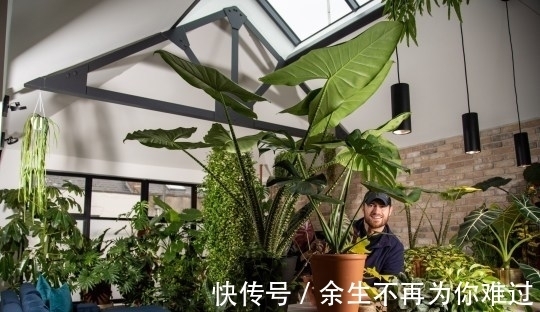真土豪!英国小伙家里养珍奇植物,单一片叶子就能卖上10万