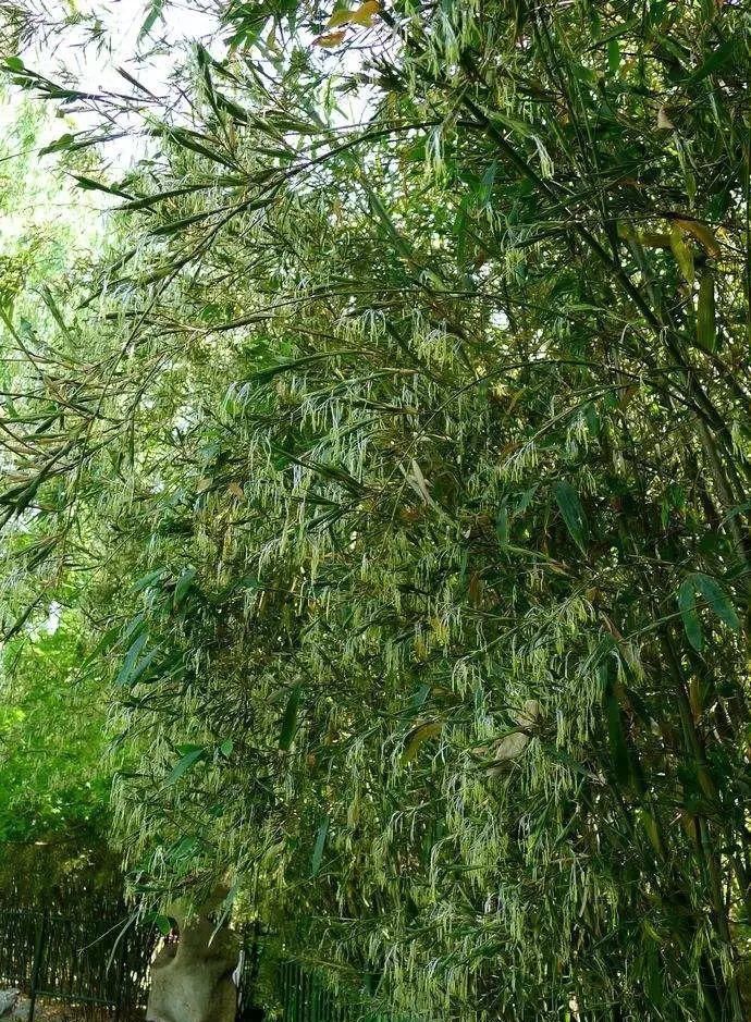 传来|太美了,世界照片今天终于传来,罕见至极,一睹为快