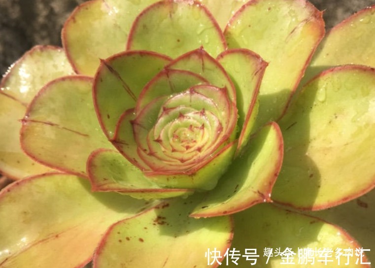 巨无霸|能长2米以上的多肉见过没有?那就是法师中的巨无霸——艳姿法师