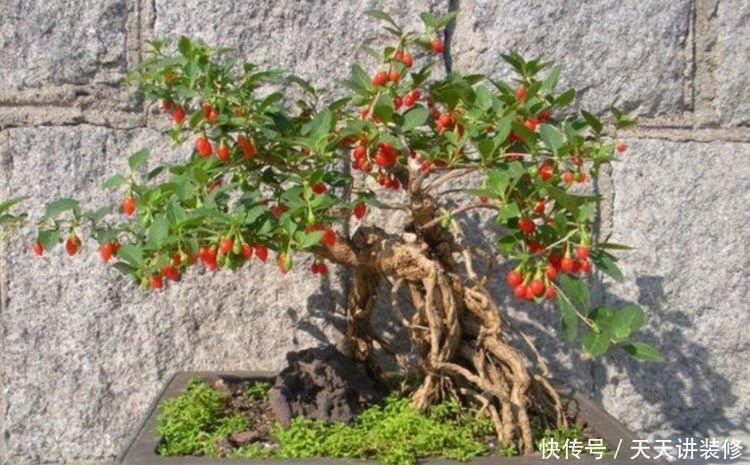 常见的几种树木,成活率高,树姿苍劲优美,适合做成盆景