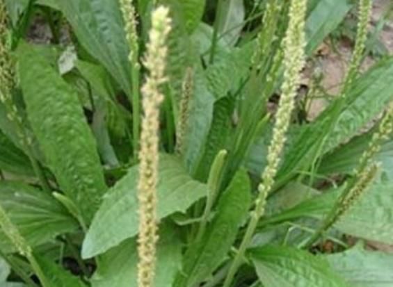 农村人都喜欢吃的一种食物，可以祛湿利尿，化痰止咳，消炎去肿