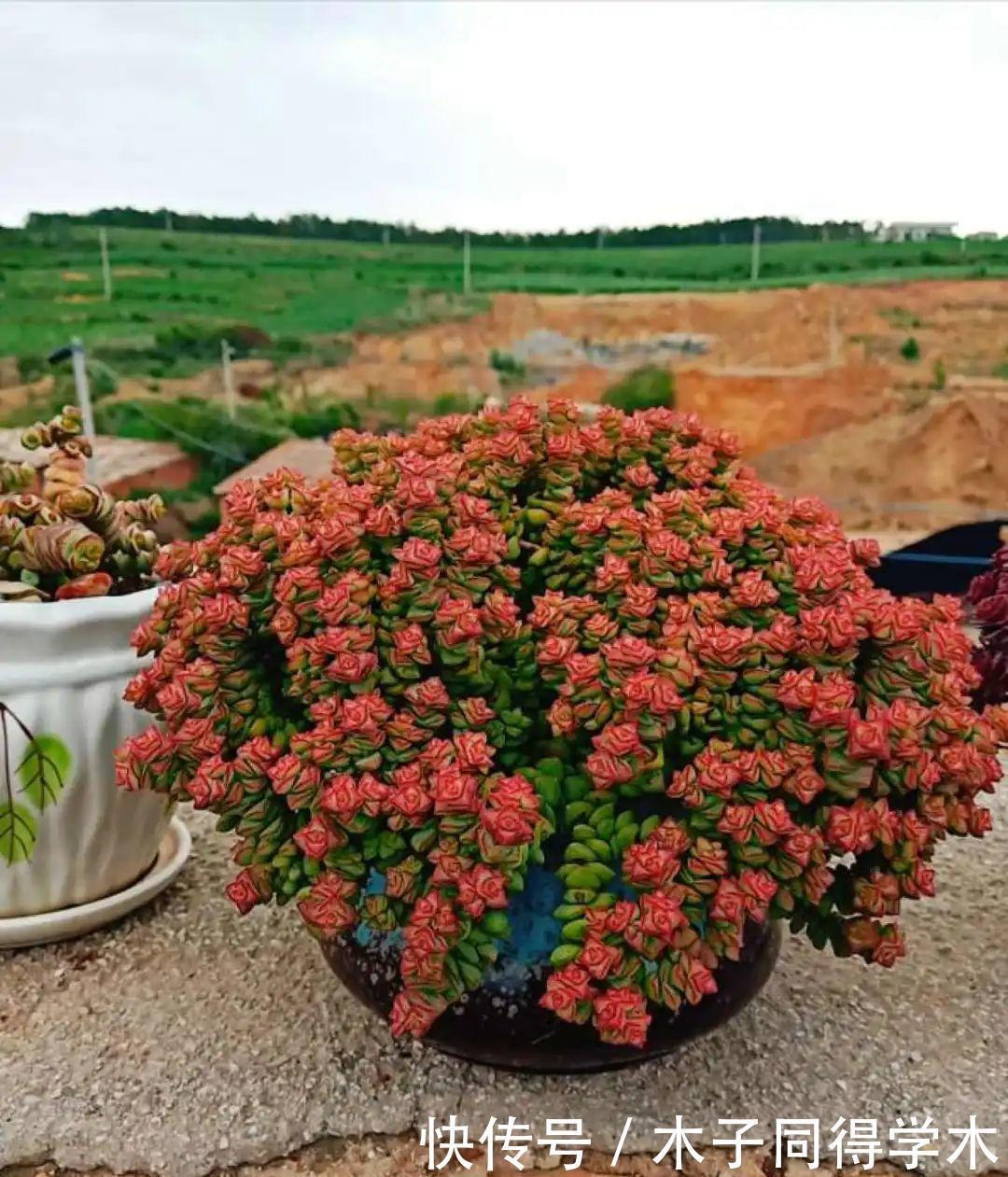 刚开始养多肉很嫌弃，后来越养越爱，打脸实录
