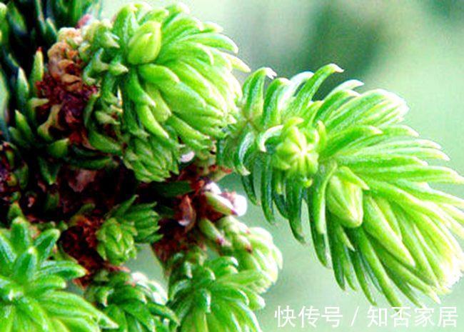 路边看到“三种花”，掰些枝埋土里扦插，“天气热”还有利于生根