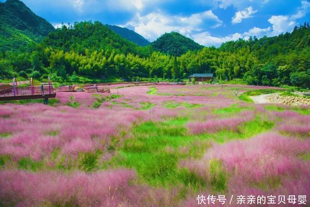 如梦似幻！这片3万平方米的粉黛乱子草花海开了