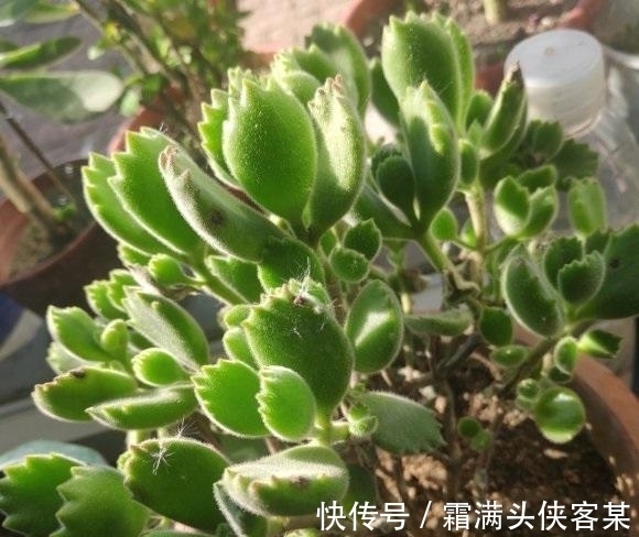 新手|这些价格便宜的多肉,好养,容易出状态,最适合新手花友养