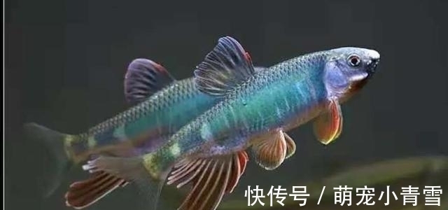 我国最漂亮的原生鱼，未必是鳑鲏和白云金丝，这种小型鱼更漂亮
