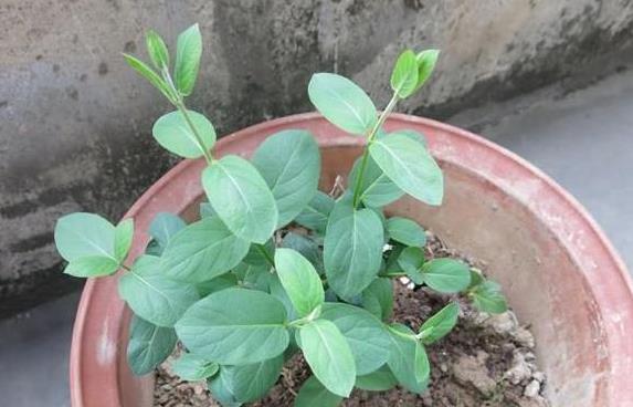 花盆|这花插枝即活,一年爬满阳台,花可泡茶喝,清火明目