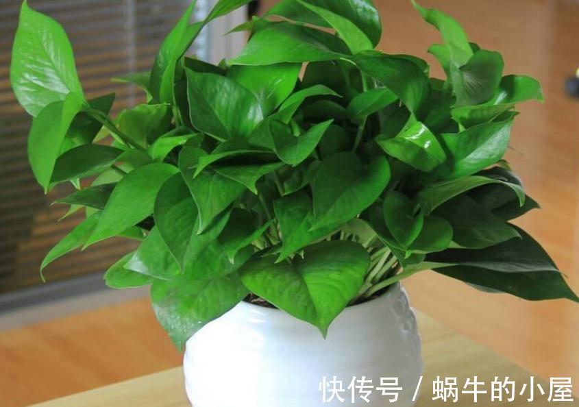 5种“漂亮花”，10月不要“乱浇水”，浇的越狠，死得越快