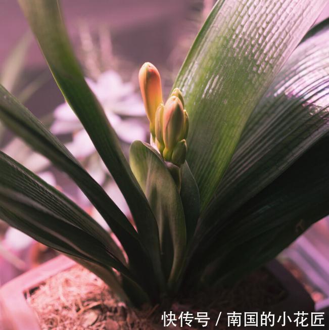 老花匠给君子兰换盆的口诀,句句在理,简单又易懂,看看没有坏处
