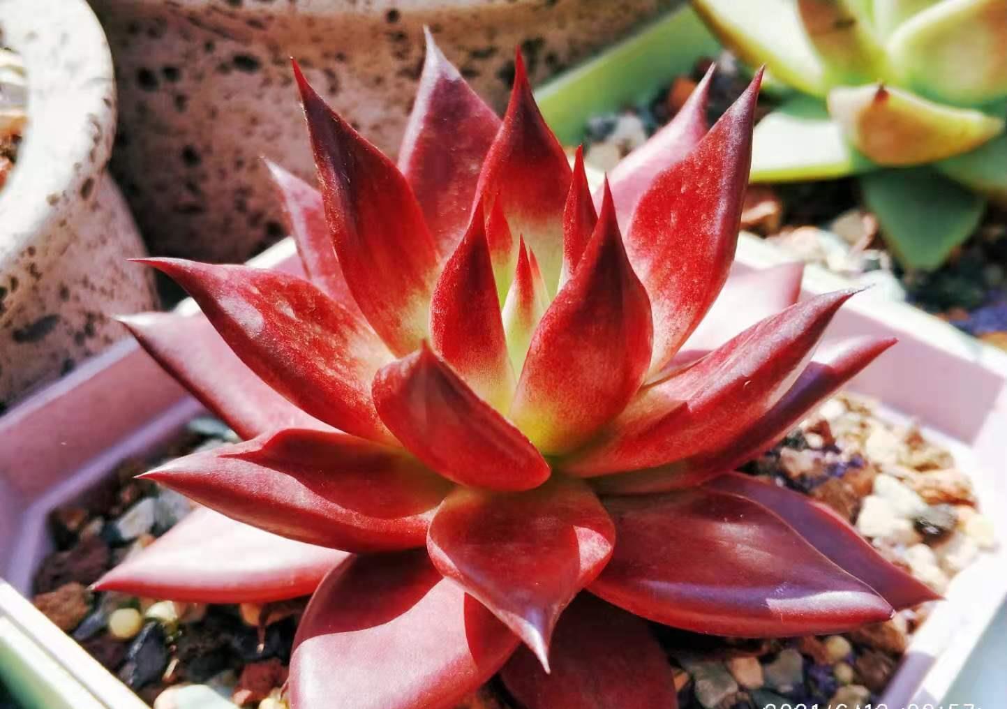 肉友|叶片四季皆红的多肉罗宾,不管你说它好不好养,反正我是觉得好养