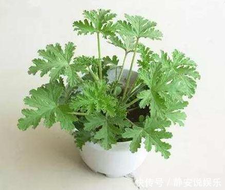 驱蚊草|有钱没钱,都得养盆“它”,好养、能驱蚊,一年到头“没蚊虫”