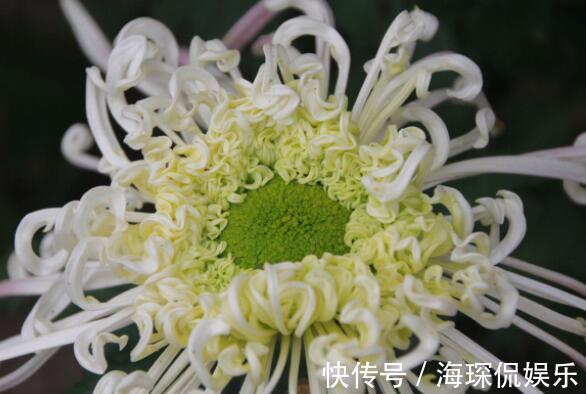 桃吐丹露|爱上菊花，不如养盆“祝寿花”国华八十祝，似桃吐丹露，雍容华贵