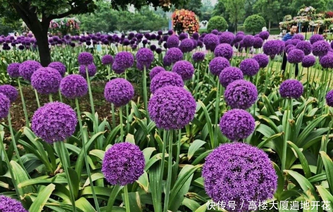  非常奇特的3种植物，紫色印象葱上榜，打破了对葱的认知