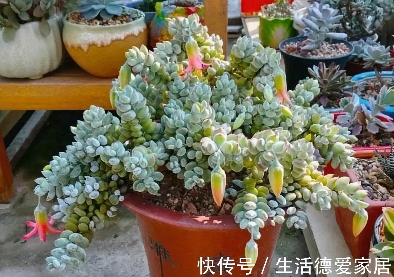 福娘系多肉中非常经典的2个品种,一个有香味一个叶片肥,值得养