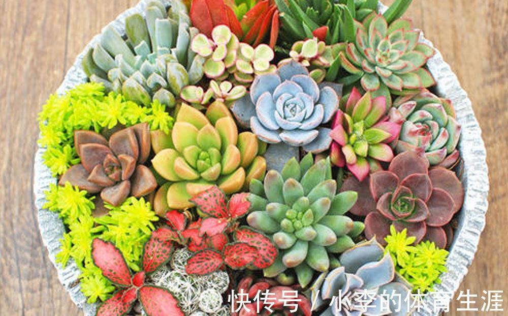 养多肉,盆栽不忽略这4点,茎叶就会发蔫、养不肥
