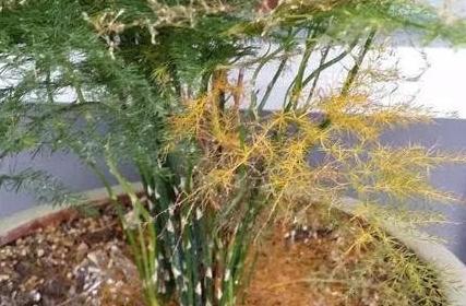 文竹黄叶不用急,换种方法养,几天恢复生机