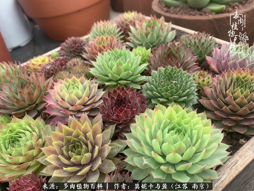 这多肉拼盘这么仙!如何制作达人手把手教你制作长生草拼盘!