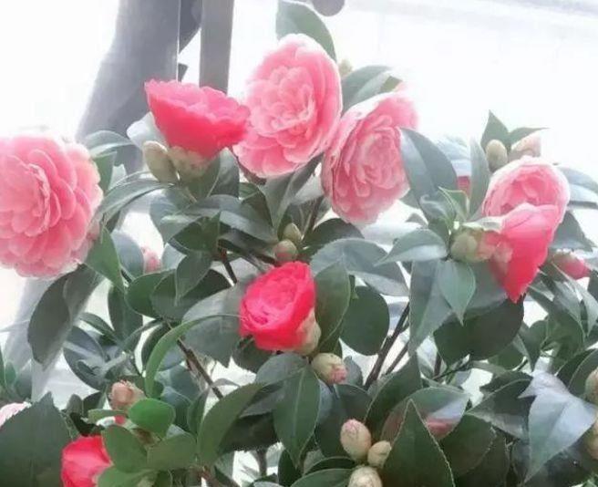 4种花好养又漂亮,花朵大花期长,养在家里颜值超高的