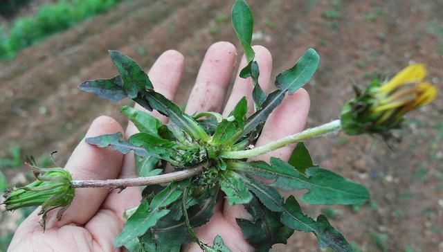 皮肤|蒲公英和它很“般配”,坚持泡水喝,排肝毒降肝火,皮肤也变好了
