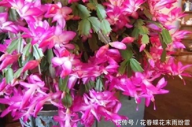 蟹爪兰长得慢不开花,1种“营养水”能派上大用场,浇完长势变旺