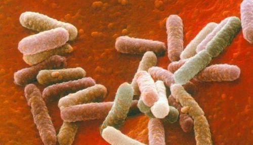幽门螺旋杆菌越杀越多？用2个'秘密武器'灭它，肠胃病绕道跑