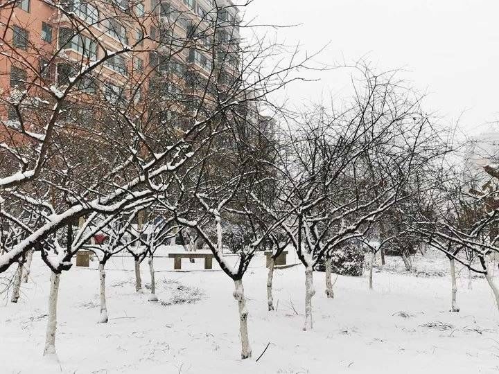 雪花|2022年，济南的第二场雪