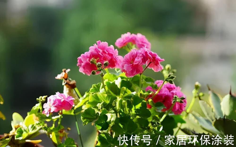 小便宜|7月买花,遇到4种情况,再喜欢也别买,养不活,都是商家的智商税