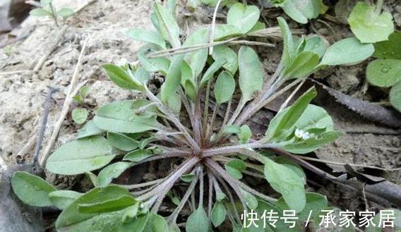野菜|此野菜长在田野,吃起来有一股黄瓜的清香,还可健胃消肿保健康!