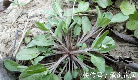 野菜|此野菜长在田野，吃起来有一股黄瓜的清香，还可健胃消肿保健康！