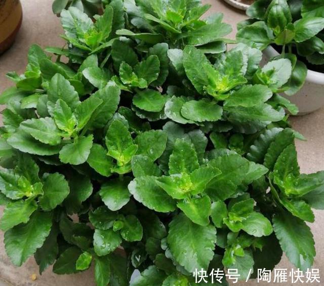 根系|养花别光注意水、肥、光了,多小心2点,选对花盆事半功倍