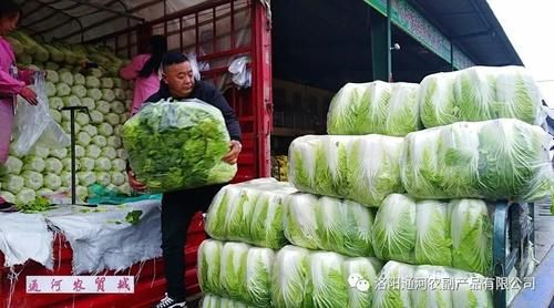 市场|【通河快报】又到白菜储藏季 通河市场好又多